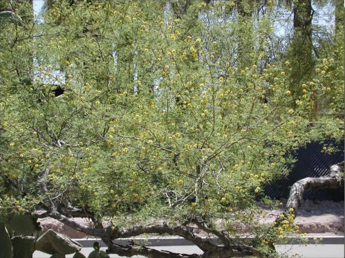 Dunbar Spring Neighborhood - Acacia Constricta | University Of Arizona ...